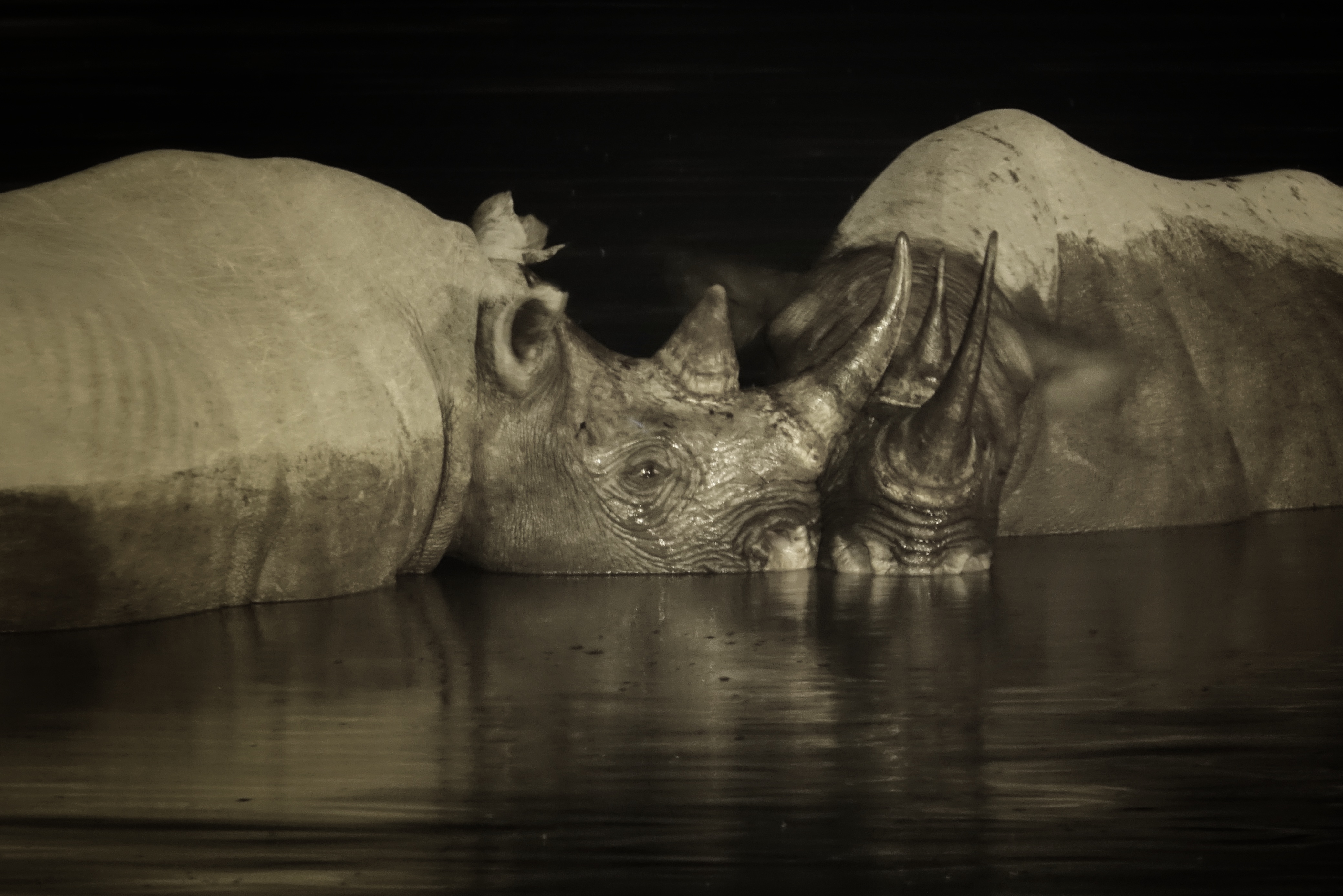 Rhinocéros au point d’eau d’Okaukuejo